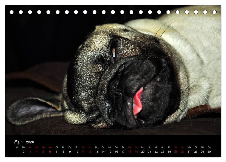 Produktbild: Alles Mops-Kalender 2026 (Tischkalender 2026 DIN A5 quer), CALVENDO Monatskalender