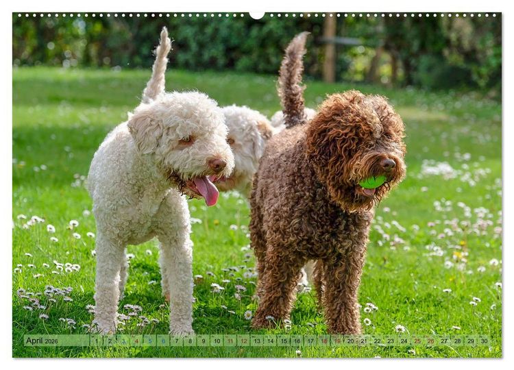 Produktbild: Lagotto Romagnolo in den Alpen 2026 (Wandkalender 2026 DIN A2 quer), CALVENDO Monatskalender