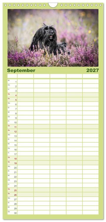 Produktbild: Familienplaner 2027 - Havaneser - Wirbelwinde aus Kuba mit 5 Spalten (Wandkalender, 21 x 45 cm) CALVENDO