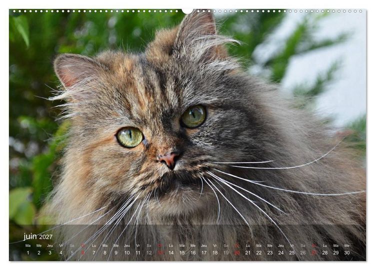 Produktbild: Mine de chat (Calendrier mural haut de gamme 2027 DIN A2 vertical), CALVENDO calendrier mensuel