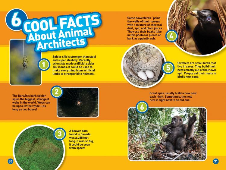 Produktbild: Animal Architects (National Geographic Kids Readers, Level 3)