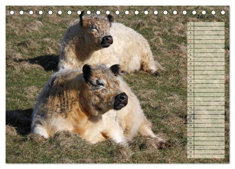 Produktbild: Gl&uuml;ckliche K&uuml;he (Tischkalender 2026 DIN A5 quer), CALVENDO Monatskalender
