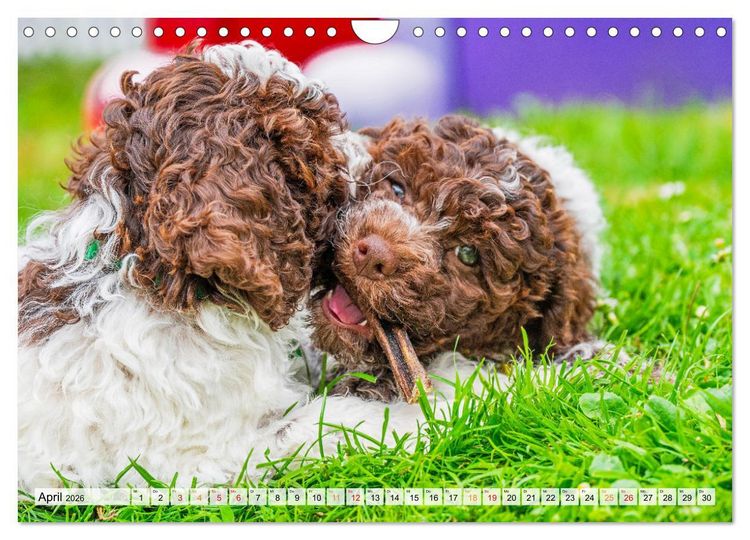 Produktbild: Lagotto Romagnolo - der Tr&uuml;ffelhund Italiens (Wandkalender 2026 DIN A4 quer), CALVENDO Monatskalender