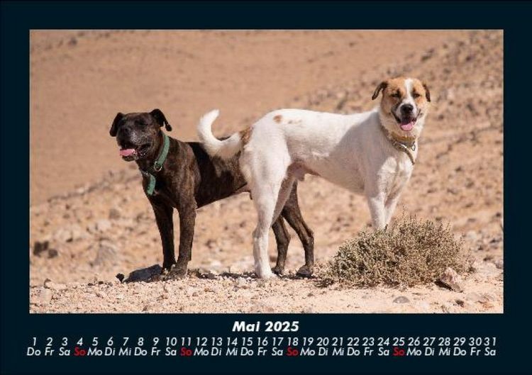 Produktbild: Hunde 2025 Fotokalender DIN A5