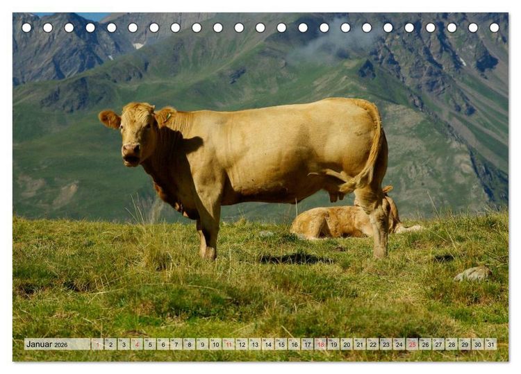Produktbild: Gl&uuml;ckliche K&uuml;he auf saftigen Wiesen (Tischkalender 2026 DIN A5 quer), CALVENDO Monatskalender