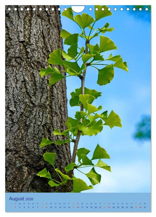 Produktbild: Ginkgo (Wandkalender 2026 DIN A4 hoch), CALVENDO Monatskalender