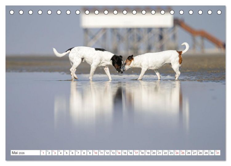 Produktbild: Jack Russell - Klein, aber oho! (Tischkalender 2026 DIN A5 quer), CALVENDO Monatskalender