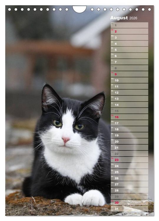 Produktbild: Hauskatzen (Wandkalender 2026 DIN A4 hoch), CALVENDO Monatskalender