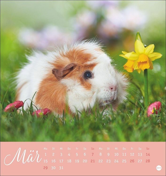 Produktbild: Kuschelige Meerschweinchen Postkartenkalender 2027