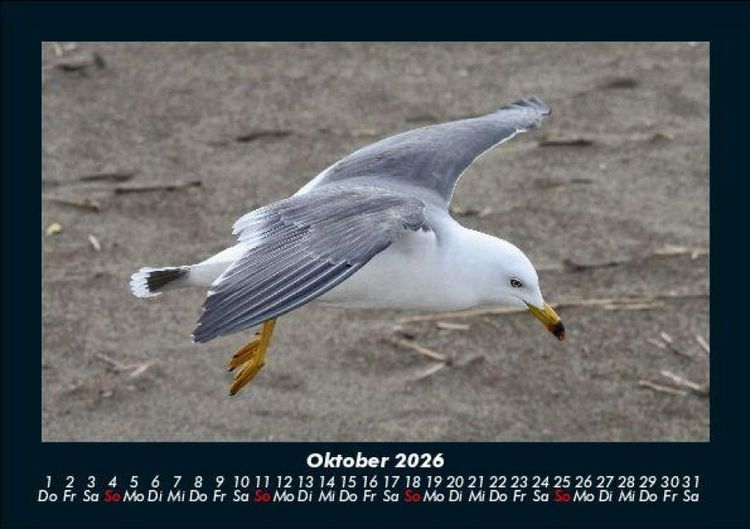 Produktbild: M&ouml;wen 2026 Fotokalender DIN A5