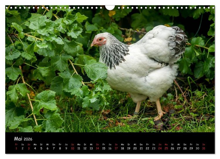 Produktbild: Gartenh&uuml;hner (Wandkalender 2026 DIN A3 quer), CALVENDO Monatskalender