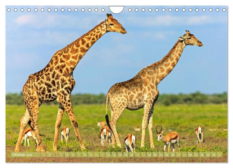 Produktbild: Giraffen: Die afrikanischen Riesen mit Weitblick (Wandkalender 2026 DIN A4 quer), CALVENDO Monatskalender