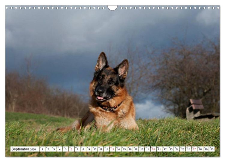 Produktbild: Deutscher Sch&auml;ferhund - Der beste Freund des Menschen (Wandkalender 2026 DIN A3 quer), CALVENDO Monatskalender