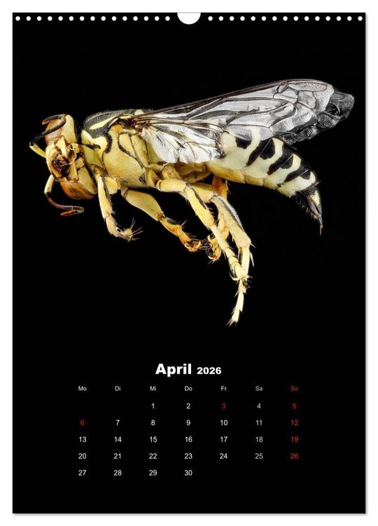 Produktbild: Schillernde Insektenwelt (Wandkalender 2026 DIN A3 hoch), CALVENDO Monatskalender