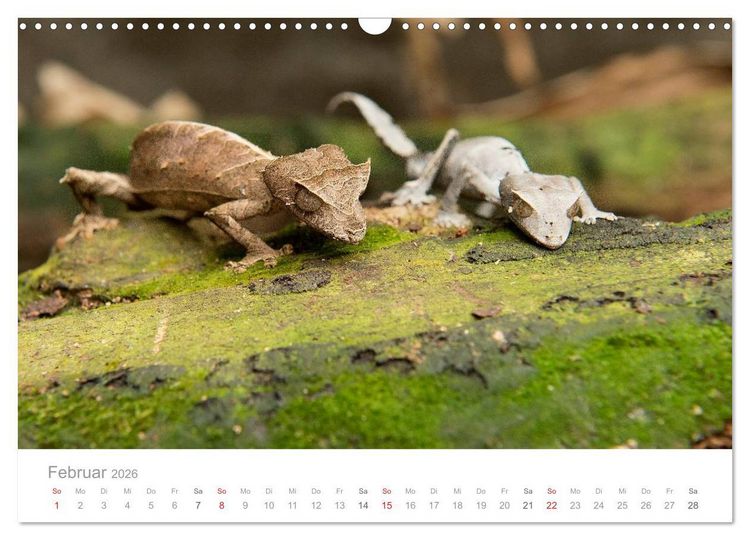 Produktbild: Paradies Madagaskar (Wandkalender 2026 DIN A3 quer), CALVENDO Monatskalender