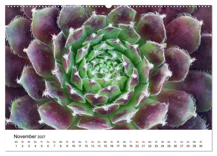 Produktbild: Sukkulenten Galerie (Wandkalender 2027 DIN A2 quer), CALVENDO Monatskalender