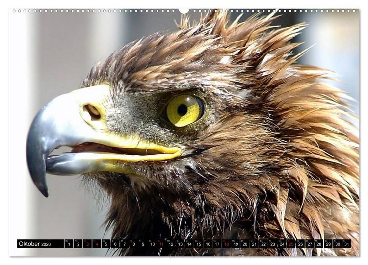 Produktbild: Adler und Greife - K&ouml;nige des Himmels (Wandkalender 2026 DIN A2 quer), CALVENDO Monatskalender