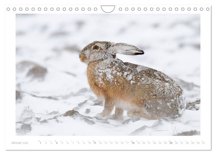 Produktbild: Der Feldhase (Wandkalender 2026 DIN A4 quer), CALVENDO Monatskalender