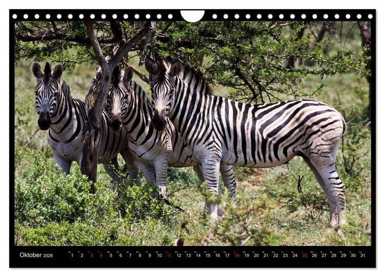 Produktbild: S&Uuml;DAFRIKA Augenblicke (Wandkalender 2026 DIN A4 quer), CALVENDO Monatskalender