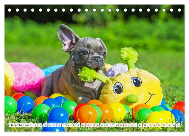 Produktbild: Kleine Helden - Franz&ouml;sische Bulldoggen (Tischkalender 2026 DIN A5 quer), CALVENDO Monatskalender