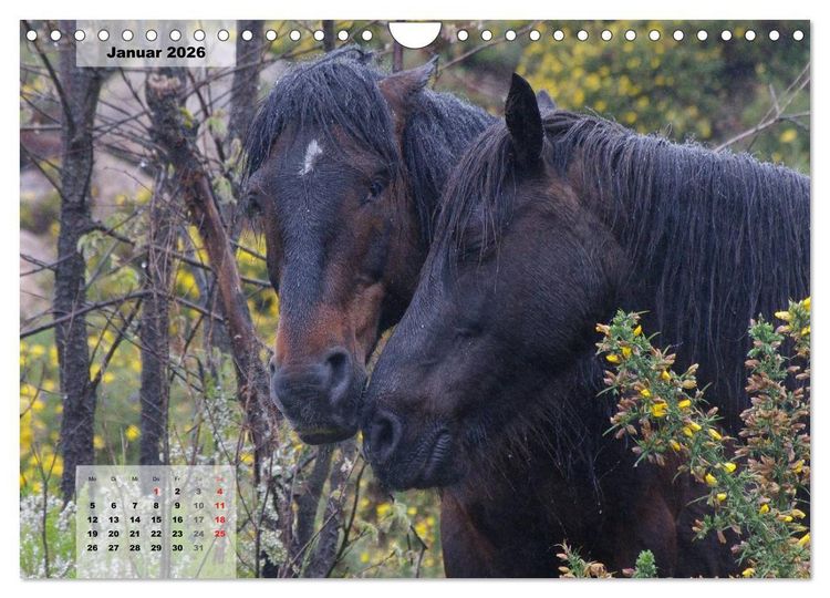 Produktbild: Nordportugal - Heimat der letzten wilden Pferde (Wandkalender 2026 DIN A4 quer), CALVENDO Monatskalender