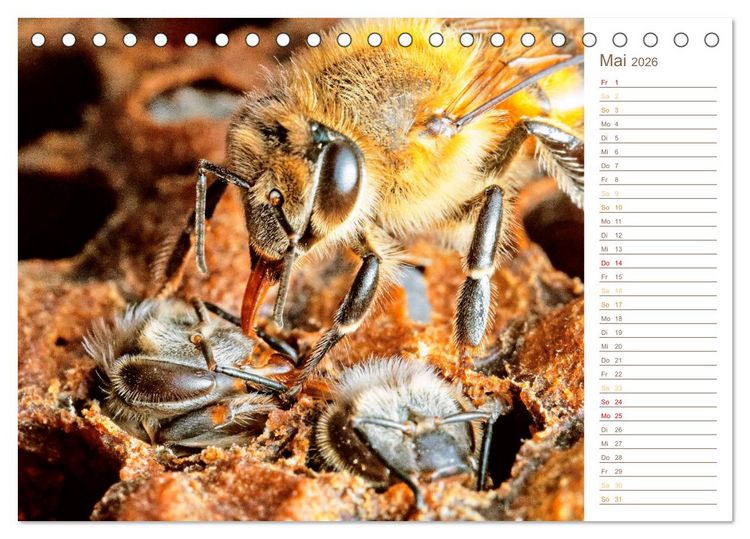 Produktbild: S&uuml;&szlig;es Gold: Imker, Bienen & Honig (Tischkalender 2026 DIN A5 quer), CALVENDO Monatskalender