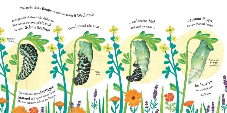 Produktbild: Wie wird die Raupe zum Schmetterling?
