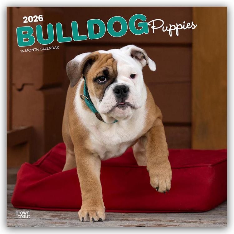 Produktbild: Bulldog Puppies – Bulldogge Welpen 2026 – 16-Monatskalender