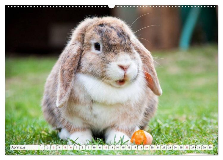 Produktbild: Kaninchen und Hasen (hochwertiger Premium Wandkalender 2026 DIN A2 quer), Kunstdruck in Hochglanz