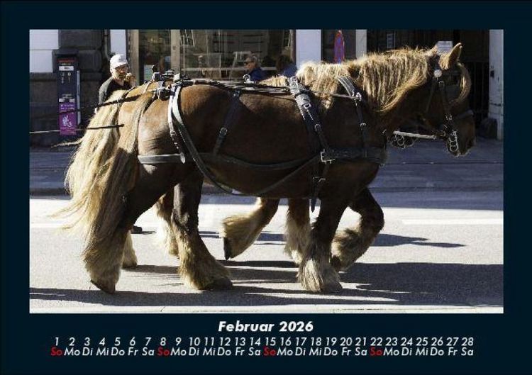 Produktbild: Pferdegefl&uuml;ster 2026 Fotokalender DIN A5