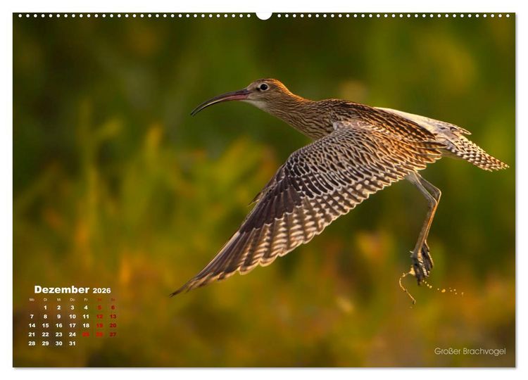 Produktbild: Wattv&ouml;gel an der Friesischen IJsselmeerk&uuml;ste (Wandkalender 2026 DIN A2 quer), CALVENDO Monatskalender