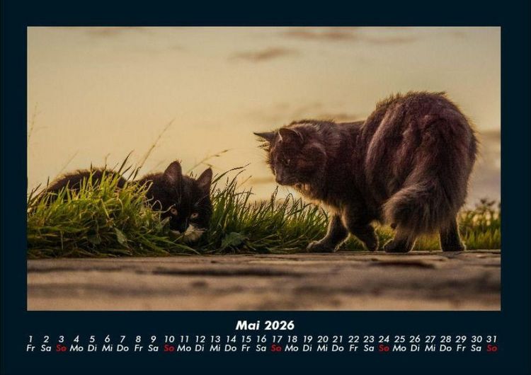 Produktbild: F&uuml;r Katzenfreunde 2026 Fotokalender DIN A4