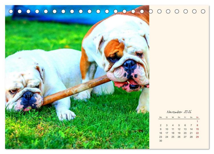 Produktbild: Dicke Freunde. Englische Bulldoggen (Tischkalender 2026 DIN A5 quer), CALVENDO Monatskalender