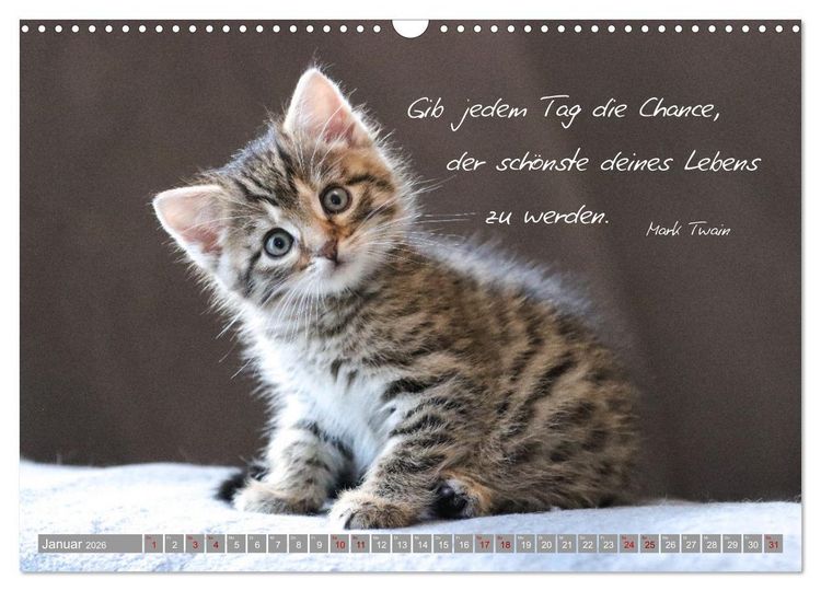 Produktbild: Katzenkinder - zauberhafte Wesen (Wandkalender 2026 DIN A3 quer), CALVENDO Monatskalender