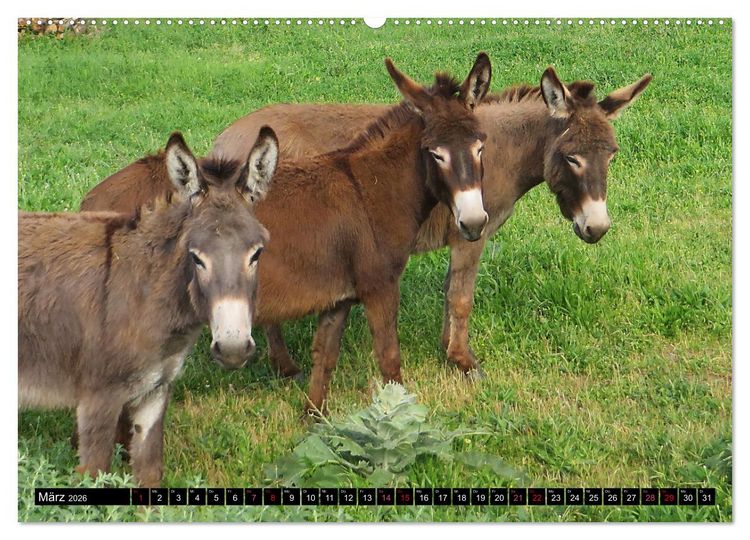 Produktbild: WIR SIND ESEL (hochwertiger Premium Wandkalender 2026 DIN A2 quer), Kunstdruck in Hochglanz