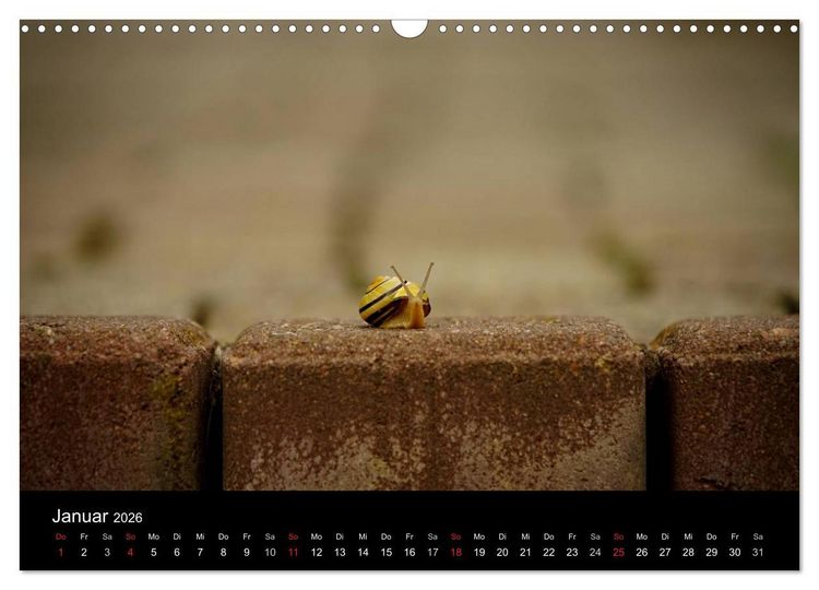 Produktbild: Kleine B&auml;nderschnecke ganz gro&szlig; - Gem&uuml;tlich durch das neue Jahr (Wandkalender 2026 DIN A3 quer), CALVENDO Monatskalender
