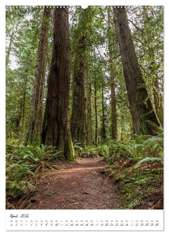 Produktbild: Weltnaturerbe Olympic National Park (hochwertiger Premium Wandkalender 2026 DIN A2 hoch), Kunstdruck in Hochglanz