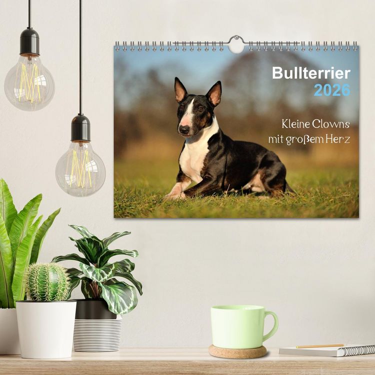 Produktbild: Bullterrier 2026 - Kleine Clowns mit gro&szlig;em Herz (Wandkalender 2026 DIN A4 quer), CALVENDO Monatskalender