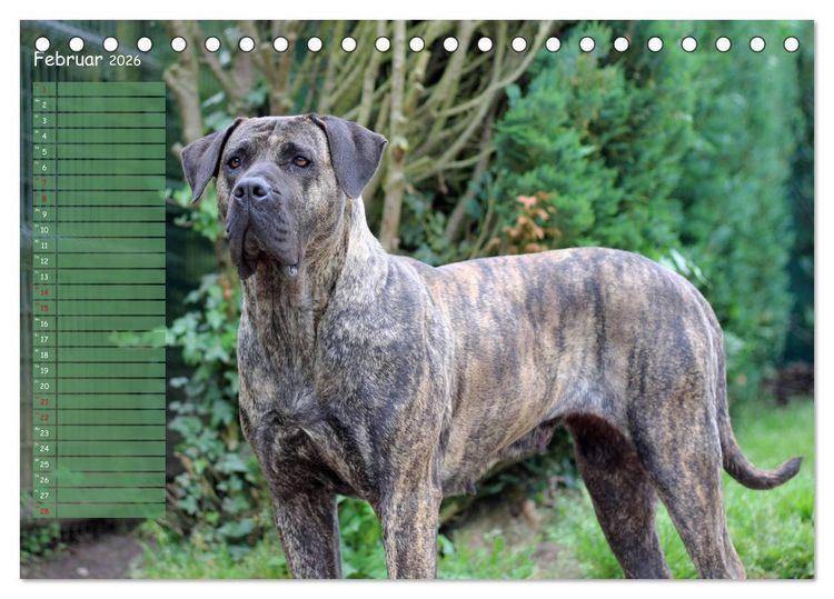Produktbild: Dogo Canario (Tischkalender 2026 DIN A5 quer), CALVENDO Monatskalender