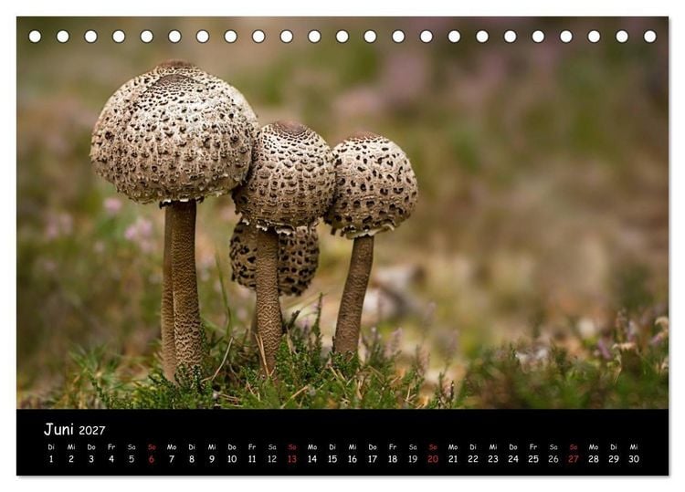 Produktbild: Pilzgalerie (Tischkalender 2027 DIN A5 quer), CALVENDO Monatskalender
