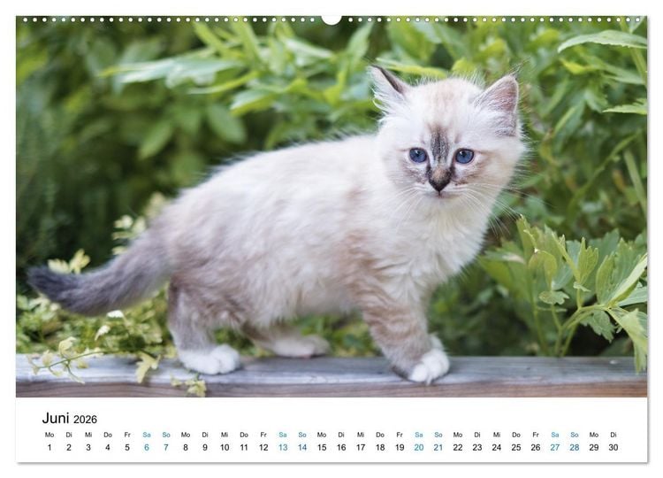 Produktbild: Heilige Birma Kitten - ein Traum auf wei&szlig;en Pf&ouml;tchen (Wandkalender 2026 DIN A2 quer), CALVENDO Monatskalender