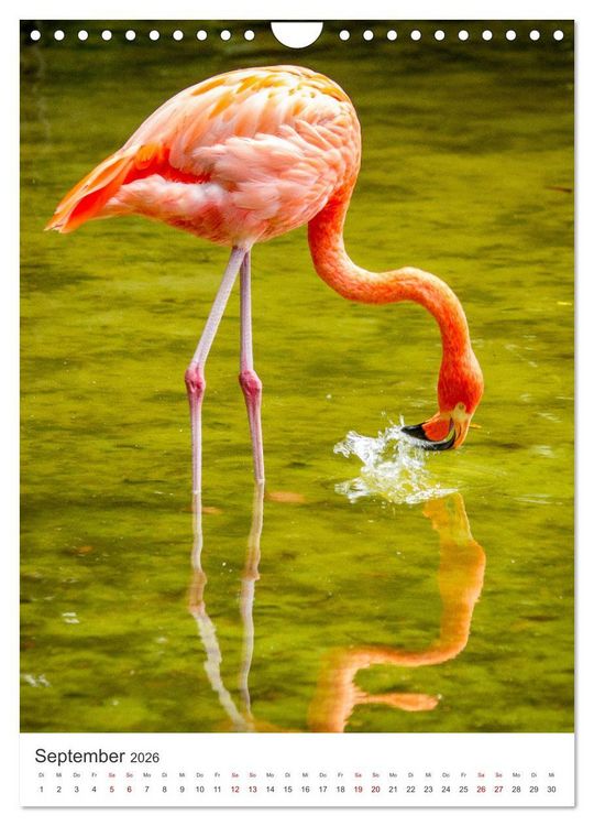 Produktbild: Flamingos in rosa Federpracht. (Wandkalender 2026 DIN A4 hoch), CALVENDO Monatskalender