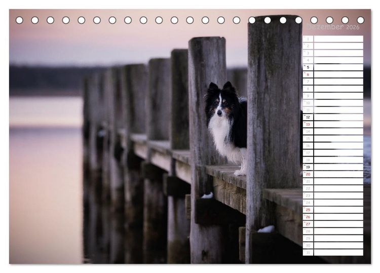 Produktbild: Shetland Sheepdogs Blacky, Anry, Mojo 2026 (Tischkalender 2026 DIN A5 quer), CALVENDO Monatskalender