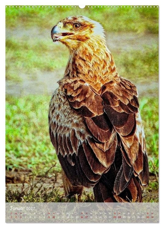 Produktbild: Adler in Afrika (Wandkalender 2027 DIN A2 hoch), CALVENDO Monatskalender