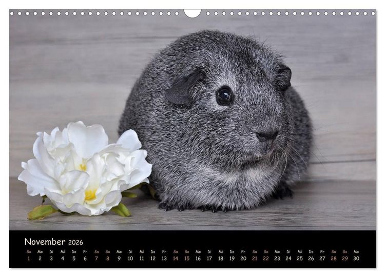 Produktbild: Meerschweinchen - Kleine s&uuml;&szlig;e Fellnasen (Wandkalender 2026 DIN A3 quer), CALVENDO Monatskalender