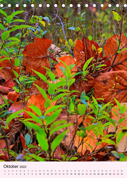 Produktbild: Lust auf Herbstfarben (Tischkalender 2022 DIN A5 hoch)