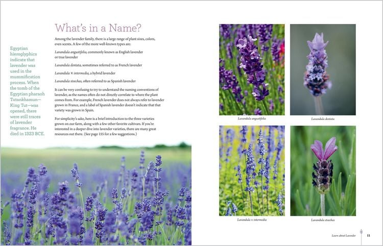 Produktbild: The Lavender Companion
