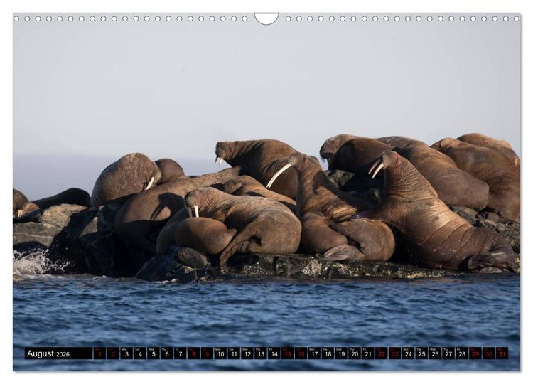 Produktbild: Impressions of Svalbard (Wall Calendar 2026 DIN A3 landscape), CALVENDO 12 Month Wall Calendar