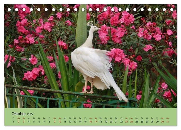 Produktbild: Flamingo und Co - Faszinierende Vogelwelt S&uuml;dfrankreichs (Tischkalender 2027 DIN A5 quer), CALVENDO Monatskalender