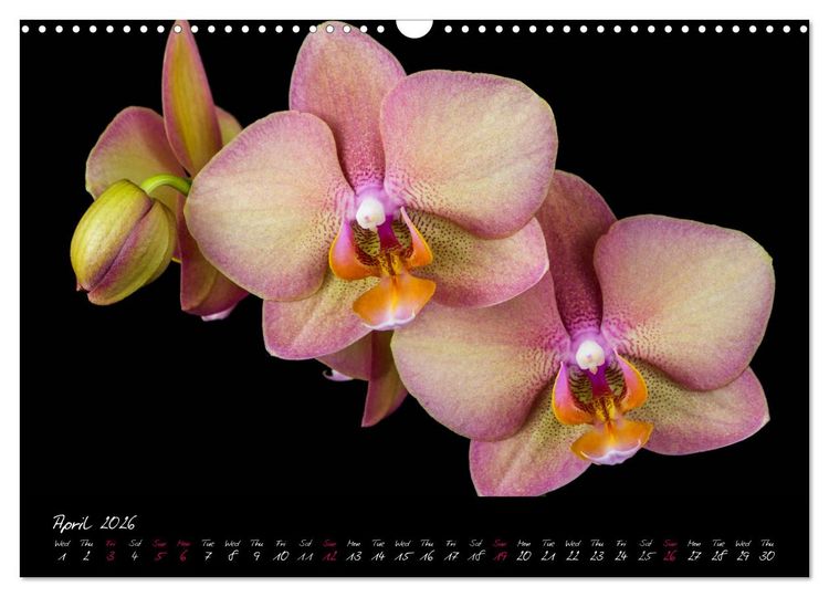 Produktbild: Orchids (Wall Calendar 2026 DIN A3 landscape), CALVENDO 12 Month Wall Calendar